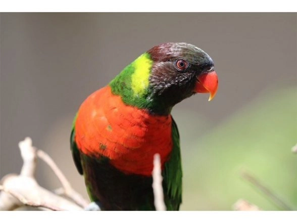 Business News | Kedis Mewali to Bali: The Homecoming of the Red-breasted Parakeet Revives Hope for Bali's Natural Restoration