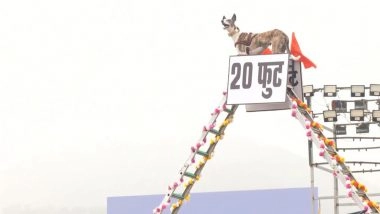 India News | BSF's Mudhol, Rampur Hounds Showcase Operational Skills at Rehearsal Parade for Rashtriya Ekta Diwas at Statue of Unity