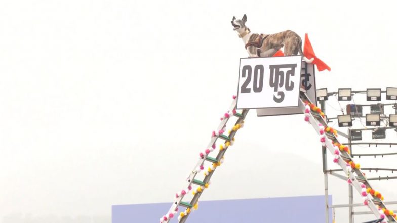 India News | BSF's Mudhol, Rampur Hounds Showcase Operational Skills at Rehearsal Parade for Rashtriya Ekta Diwas at Statue of Unity