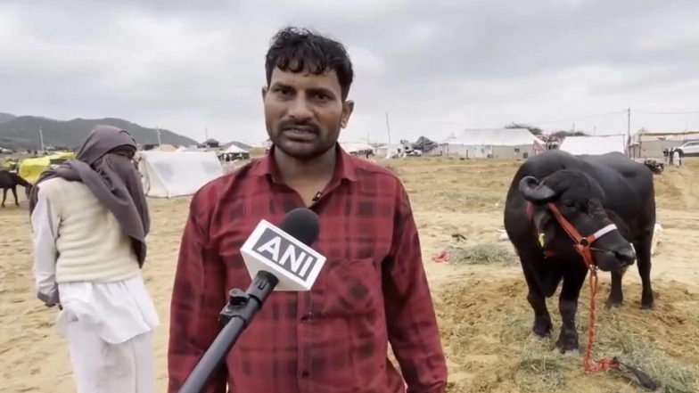 International Pushkar Cattle Fair 2025: Murrah Breed Buffalo 'Yuvraj' Priced at INR 35 Lakh Becomes Star Attraction in Rajasthan's Ajmer (Watch Video)