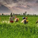 PM Kisan 22nd Instalment Date: Know Steps To Complete PM Kisan E-KYC Online at pmkisan.gov.in As Farmers Await 22nd Kist of Pradhan Mantri Kisan Samman Nidhi Scheme