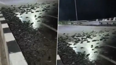 Free Fish! Pickup Truck Carrying Fish Overturns in Uttar Pradesh's Kanpur, Locals Collect and Take Them Home; Video Surfaces