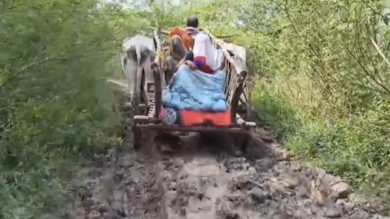 Hamirpur: Pregnant Woman Goes Into Labour Pain, Completes 3 KM Journey on Bullock Cart Through Muddy, Pothole-Filled Road To Reach Ambulance in UP; Video Surfaces