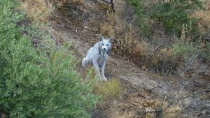 White Iberian Lynx Spotted in Spain: Photographer Angel Hidalgo Captures Video and Photo of World's First Leucistic Big Cat in Jaen Mountains
