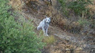 White Iberian Lynx Spotted in Spain: Photographer Angel Hidalgo Captures Video and Photo of World's First Leucistic Big Cat in Jaen Mountains
