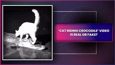 Viral Video: Is ‘Cat Riding Crocodile’ Video Real or Fake? Know Truth Behind the Adorable Clip