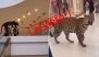 'Leopard in Gurgaon Mall' Video Real or Fake? Viral Reel Claiming Leopard Attack in Gurugram Is AI-Generated, Reveals Fact Check