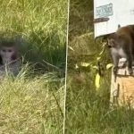 Fact Check: Did Escaped Monkeys in Mississippi Carry Hepatitis C, Herpes and COVID? Tulane University Refutes Claim