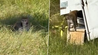 Mississippi: 'Aggressive' Monkey on Loose After Tulane University Truck Accident on I-59 in Jasper County Shot and Killed by Homeowner Who Feared Her Children's Safety