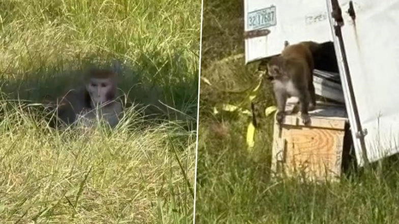 Mississippi: 'Aggressive' Monkey on Loose After Tulane University Truck Accident on I-59 in Jasper County Shot and Killed by Homeowner Who Feared Her Children's Safety