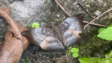‘Spotless Baron’ Spotted in Sikkim: Rare Butterfly Photographed at Dzongu by Nature Conservationist Sonam Wangchuk Lepcha After 5 Years
