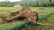 Elephant Death in Tamil Nadu: Wild Male Elephant Dies After Getting Caught in Electric Wire Near Kuppepalyam (See Pics)