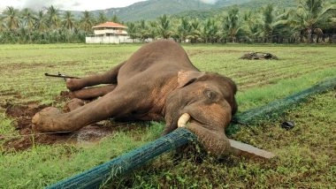 Elephant Death in Tamil Nadu: Wild Male Elephant Dies After Getting Caught in Electric Wire Near Kuppepalyam (See Pics)