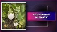 Fact Check: Viral Video of Eggs Growing on Plants Is Real? Know the Truth