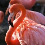 Know Why Navi Mumbai’s Flamingo Arrival Is Delayed and What Experts Are Saying