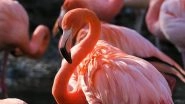 Know Why Navi Mumbai’s Flamingo Arrival Is Delayed and What Experts Are Saying Know Why Navi Mumbai’s Flamingo Arrival Is Delayed and What Experts Are Saying