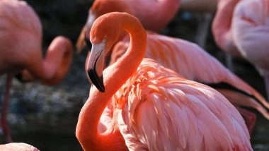 Know Why Navi Mumbai’s Flamingo Arrival Is Delayed and What Experts Are Saying