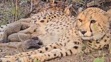 Madhya Pradesh: India-Born ‘Mukhi’ Gives Birth to 5 Cubs in Kuno National Park; CM Mohan Yadav Calls It ‘Unprecedented Breakthrough’ (Watch Video)