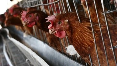 What Is H5N5? All About the Bird Flu Strain as US Reports First Human Case of Unpredictable Avian Influenza in Washington State