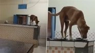 Meerut Shocker: Dog Licks Student Plates in Girls&rsquo; Hostel Mess at LLRM Medical College in Uttar Pradesh, Disturbing Video Goes Viral