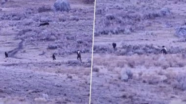 US: Man Walks Up to Wild Wolf Pack in Yellowstone National Park and Sprays Bear Spray as Horrified Visitors Shout (Watch Video)
