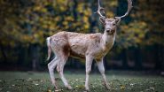West Bengal: After 7 Decades, Musk Deer Spotted in Neora Valley National Park