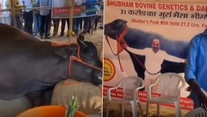Buffalo Worth INR 21 Crore Dies Suddenly at Pushkar Mela 2025, Video Shows Chaos and Shock as Visitors Flock Around Star Attraction of Cattle Fair