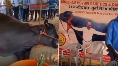 Buffalo Worth INR 21 Crore Dies Suddenly at Pushkar Mela 2025, Video Shows Chaos and Shock as Visitors Flock Around Star Attraction of Cattle Fair