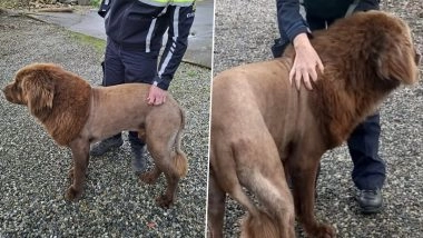 ‘Irish Lion’ Mystery Solved: Ireland Police Confirm ‘Lion’ Roaming Clare County Is a Newfoundland Dog Called ‘Mouse’ (See Pics)