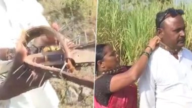 Leopard Terror in Maharashtra: Amid Surge in Big Cat Attacks in Pune, Villagers Wear Spiked Collars for Protection (Watch Video)