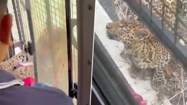 Leopard Attack at Bannerghatta National Park in Bengaluru Sparks Panic as Big Cat Leaps Onto Tourist Bus, Injures Chennai Woman; Non-AC Bus Safaris Halted (Videos)