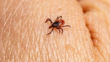 All About Alpha-Gal Syndrome, Tick-Borne Meat Allergy Linked to New Jersey Pilot’s Death