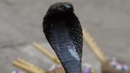 Hardoi: Bitten by Black Cobra in Paddy Field, UP Man Bites Snake’s Hood in Rage, Kills It Hardoi: Bitten by Black Cobra in Paddy Field, UP Man Bites Snake’s Hood in Rage, Kills It