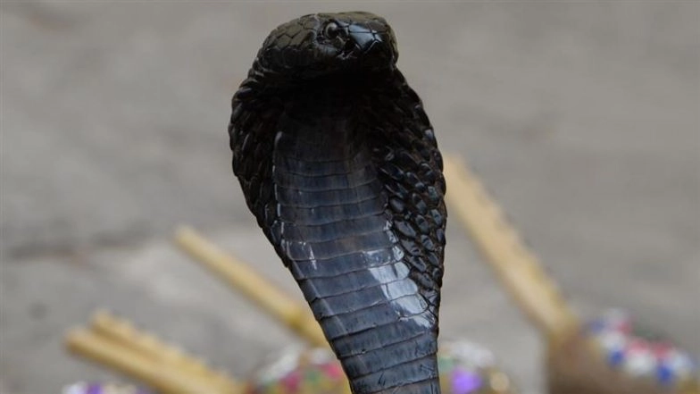 Hardoi: Bitten by Black Cobra in Paddy Field, UP Man Bites Snake’s Hood in Rage, Kills It