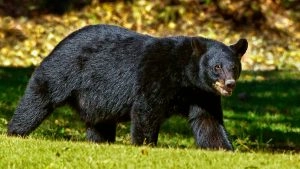Bear in Tennessee: Viral Video Shows Police Chasing Animal out of Gatlinburg Garage in the US