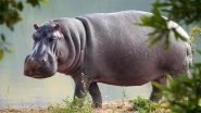Hippos in South Africa: Pair of Hippos Halt Traffic in St Lucia, Video Goes Viral