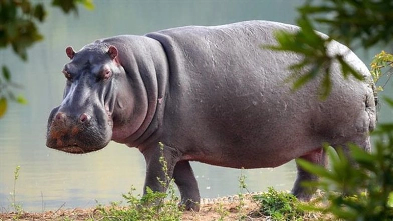 Hippos in South Africa: Pair of Hippos Halt Traffic in St Lucia, Video Goes Viral