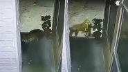 Leopard Attack in Nainital: Big Cat Enters Police Station, Drags Away Stray Dog in Uttarakhand; CCTV Video Surfaces