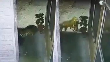 Leopard Attack in Nainital: Big Cat Enters Police Station, Drags Away Stray Dog in Uttarakhand; CCTV Video Surfaces