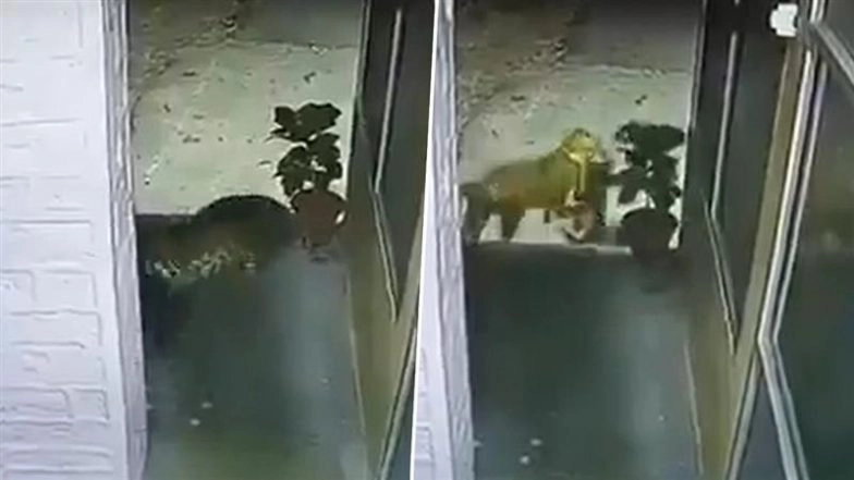 Leopard Attack in Nainital: Big Cat Enters Police Station, Drags Away Stray Dog in Uttarakhand; CCTV Video Surfaces