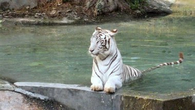 Delhi Zoo To Reopen Tomorrow After 2-Month Closure Due to Infection