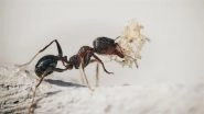 What Is Myrmecophobia? Know All About the Phobia of Ants as Telangana Woman Dies by Suicide What Is Myrmecophobia? Know All About the Phobia of Ants as Telangana Woman Dies by Suicide