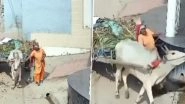 Meerut Tragedy Caught on Camera: Woman Walking Beside Her Bullock Cart Dies After Bull Suddenly Bolts and Pins Her Between Cart and Wall; Video Surfaces