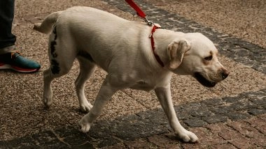 Chennai Pet Ownership Rules: GCC Makes Licensing, Vaccination and Microchipping Mandatory From November 24; Fines up to INR 5,000 for Violations