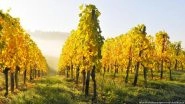 Solar Energy Protects German Vineyards from Climate Change