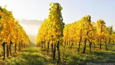 Solar Energy Protects German Vineyards from Climate Change