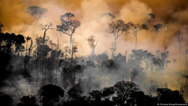 Making Forest Protection More Lucrative Than Destruction