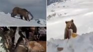 Bravery Beyond Duty: Indian Army Soldiers Save Himalayan Brown Bear Cub &lsquo;Bahadur&rsquo; Stuck in a Tin Can in Siachen, Old Videos Go Viral Again