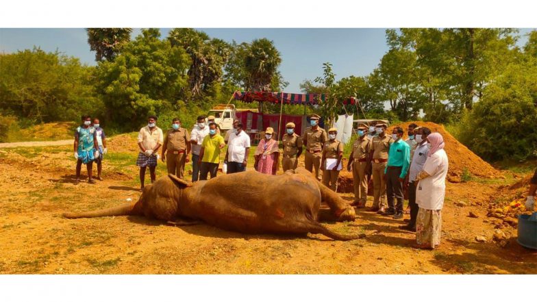 India News | Ailing 64-year-old Elephant Indira Dies at Tiruchirappalli Rehabilitation Centre