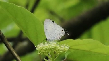 India News | Black-spot Royal Butterfly Recorded in Sikkim for First Time